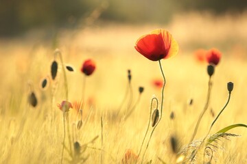 Fotomurales - Poppy in the field at sunset
