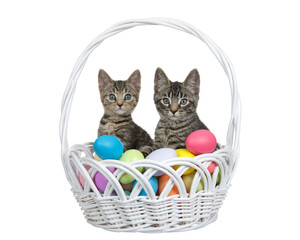 Wall Mural - Adorable tabby kittens sitting in a white wicker easter basket filled with easter eggs. Kittens looking directly at viewer. Isolated on white.