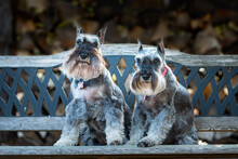 Two Miniature Schnauzers Posing Together On Antique Bench Outdoors
