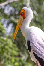 Portrait Of A Stork 