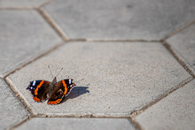 Red Admiral Butterfly On The Ground
