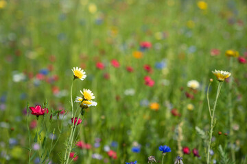 Sticker - Wild flowers in a fiel