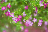 Fototapeta Na sufit - Closeup of  small pink flowers on a blurred green garden background.