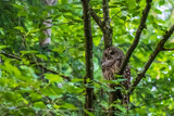 Fototapeta  - A bard owl sits in a tree surrounded by green leaves