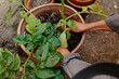 © Ashley Corbin-Teich/Westend61 - Woman gardening in back yard farm