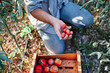 © Angel Santana Garcia/Westend61 - Farmer harvesting tomatoes in crate while working in farm