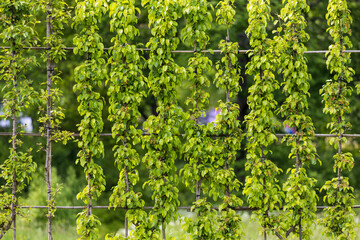 Aufkleber - decorations in the garden. decorative grid with apple leaves on it