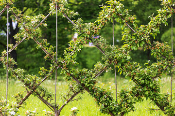 Aufkleber - beautiful decorative grid with leaves on it. decorations in the garden