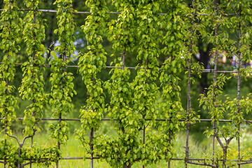 Aufkleber - wall in the garden of wooden bars and leaves