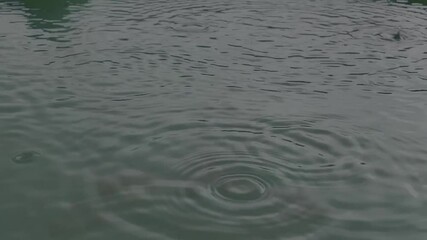 Wall Mural - A timelapse of raindrops falling on the water in HD