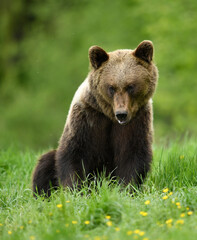 Wall Mural - Wild brown bear ( Ursus arctos )