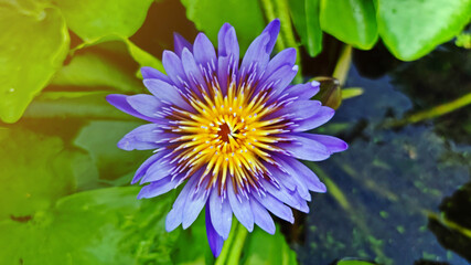 Wall Mural - Beautiful purple lotus flower or water lily blossom with green leaves  and water background.