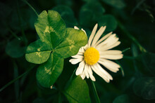 Close Up On Textured Four-leaf-clover And White Daisy Blossom On Green Meadow In Dark Matte Light Mood - Selective Focus On Botanical Rarity And Lucky Charm