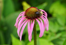 A Bee Pollinating A Pink Coneflower
