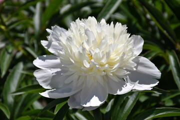 Wall Mural - beautiful blooming white peony flower close-up in the garden on a sunny day
