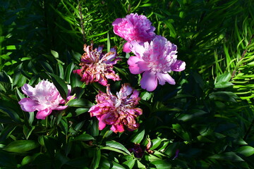 Wall Mural - a peony bush with blooming and fading flowers. pink peonies. garden flowers.