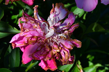 Wall Mural - a fading pink peony flower in the garden on a blurry green background. flaccid, darkening petals. ol