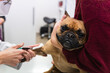 © NOVELLIMAGE/Westend61 - Female veterinarian examining blood from French Bulldog at medical clinic