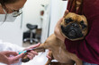 © NOVELLIMAGE/Westend61 - Young woman holding French Bulldog while female veterinarian drawing blood at medical clinic