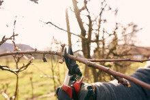 Farmer Using Pruning Shears On Bare Tree At Orchard During Sunny Day