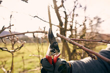 Farmer Holding Pruning Shears While Cutting Bare Tree Branch At Orchard On Sunny Day