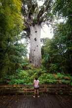 New Zealand, North Island, Northland, Young Man Admiring Tane Mahuta Kauri Tree