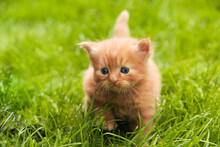 Beautiful Red Blue-eyed Kittens Posing In Grass Outdoors. Tiny Cute Kitten Portrait.