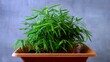 Kleine grüne Bambus Hauspflanze