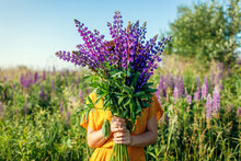 Bouquet Of Purple Lupin Flowers. Woman Holding Bunch Of Blooms In Summer Field Hiding Face. Landscape In Blossom