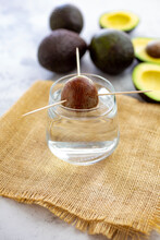 Attempt Of Growing Avocado Tree From Seed Using Glass Of Water And Toothpicks