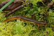 Closeup shot of the endangered Columbia torrent salamander, Rhyacotriton kezeri on green moss