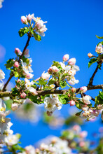 Branch Of Blossoming Apple Tree In Spring