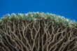 © Petra Stockhausen/Westend61 - Dragon tree in front of blue sky on sunny day