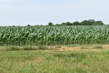 Canvas Print - Corn Field