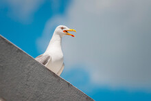 Close-up Of A Seagull With Its Beak Open. Profile Of A Seabird.