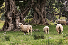 Sheep Grazing In Coromandel Forest Park