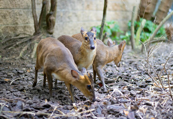 Wall Mural - Closeup of adorable Vietnam mouse-deers (Tragulus versicolor) in the park