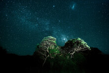 Starry Sky Over Illuminated Trees At Night, Bay Of Plenty, New Zealand