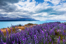 New Zealand, Canterbury, Blooming Lupines (Lupinus) At Lake Tekapo
