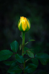 Yellow rose in the garden on a dark background.