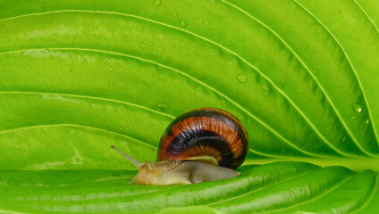 brown garden snail on a green leaf, close up