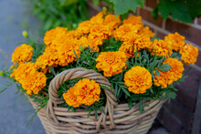 Selective Focus Of Golden Yellow Flower In The Wicker Basket, Tagetes Erecta The Mexican Marigold Or Aztec Marigold Is A Species Of The Genus Tagetes, Nature Floral Background.