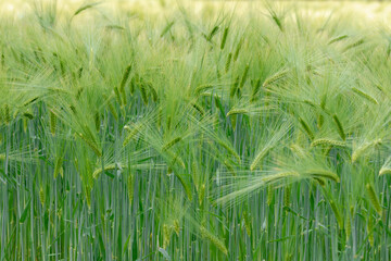 Wall Mural - Selective focus of young green barley (gerst) on the field in countryside, Hordeum vulgare, Texture of soft ears of wheat in the farm, Agriculture industry, Nature pattern background.