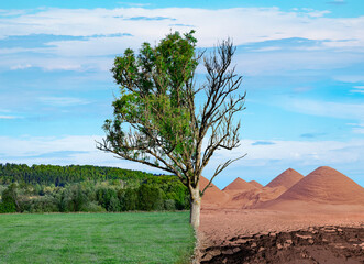 Water scarcity or aridity crisis image of a half green and half dried dead tree on a half grass and partly dry cracked desert landscape