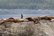 A colony of Fur Seals resting on rocks in Southeast Alaska