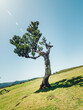 Old tilt tree at the slope of a grassy mountain under a blue cloudless sky