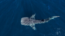 Whale Shark From Above