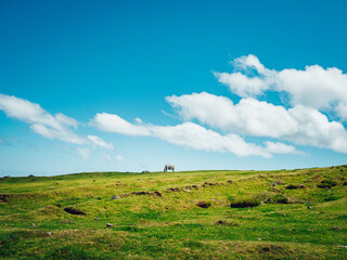 Sticker - White cow grazing in the green field under a cloudy sky