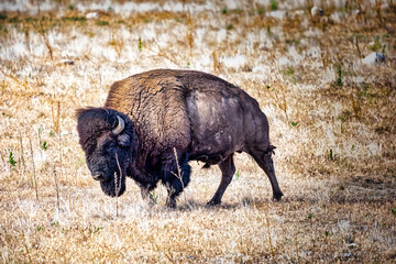 Wall Mural - A large bull American bison portrait