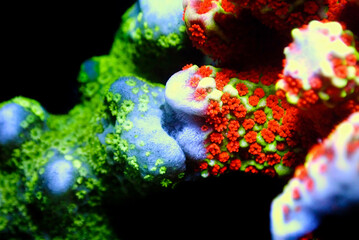 Wall Mural - Open polyps on Montipora SPS coral, ultra macro shoot